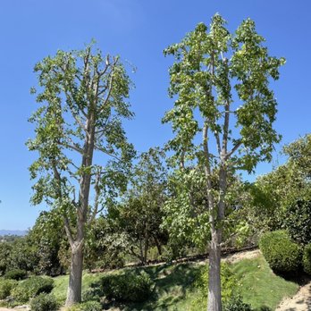 Tres Hermanos - Liquidambar (after)-pruning and lacing - Tree Services Near Me Tres Hermanos - Liquidambar (after)-pruning and lacing - Tree Services Near Me