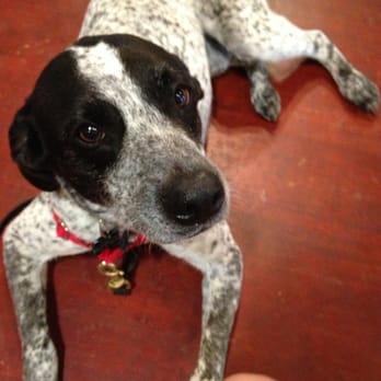 Karma Dog Training - Leroy Waiting for treat after laying down on command - Pet Training Near Me - Austin, Texas Karma Dog Training - Leroy Waiting for treat after laying down on command - Pet Training Near Me - Austin, Texas
