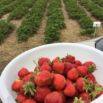 Harvey's Farm - a bowl of strawberries - Farmers Market Near Me - Tekonsha, Michigan Harvey's Farm - a bowl of strawberries - Farmers Market Near Me - Tekonsha, Michigan