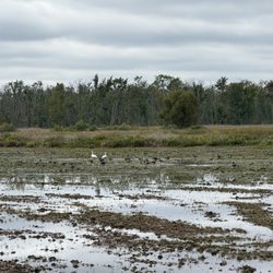 Montezuma National Wildlife Refuge