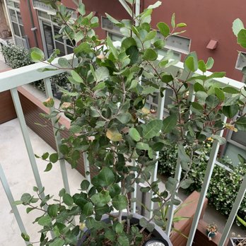 Plant Material - Nurseries & Gardening Near Me - Los Angeles, California Plant Material - Nurseries & Gardening Near Me - Los Angeles, California