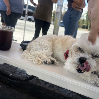 Caffeineicide - Daniels crew took care of pups w/ water - Pop-up Shops Near Me - Los Angeles, California Caffeineicide - Daniels crew took care of pups w/ water - Pop-up Shops Near Me - Los Angeles, California