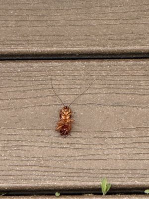 Ocean Beach Hotel by null