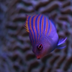 Reef Systems Coral Farm