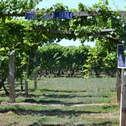 Small Talk Vineyards
