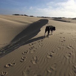 Pacific Dunes Ranch RV Resort - Altho a sign saying no dogs on the Dunes,  we snuck on when we wouldn't bother anyone and always had poop bags on hand.
