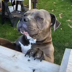 Mad Hatter's Ice Cream - Resident doggo, Baby
