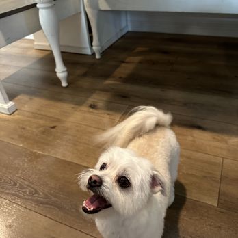 Happy Tails - Happy pup! - Pet Groomers Near Me - Los Angeles, California