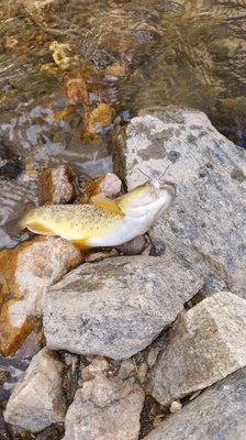 Fly Fishing the Rocky Mountains