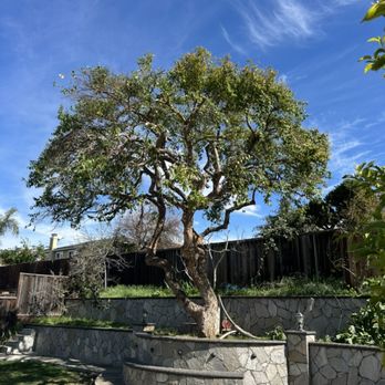 Lopez Tree Services - Tree Services Near Me - San Jose, California Lopez Tree Services - Tree Services Near Me - San Jose, California