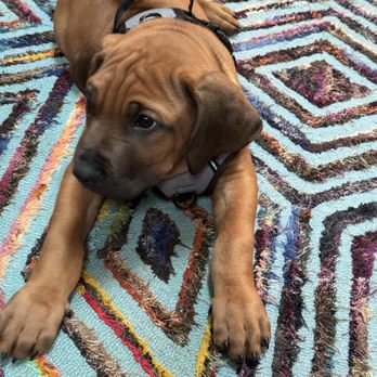 Suwedi Ridgebacks - Pet Breeders Near Me