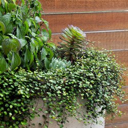 Lyngso Garden Materials - Decorative Pottery