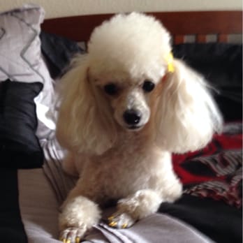 Austin Pet Stylist - Yellow/mellow :-) - Pet Groomers Near Me - Austin, Texas Austin Pet Stylist - Yellow/mellow :-) - Pet Groomers Near Me - Austin, Texas