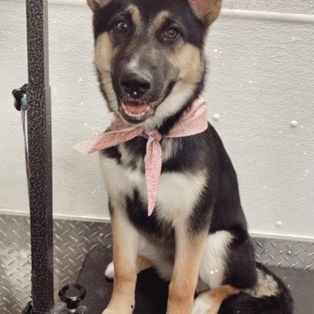 Espino Grooming - Look at her! - Pet Groomers Near Me Espino Grooming - Look at her! - Pet Groomers Near Me