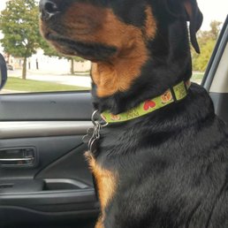 This is Sadie - our rottie mix rescued her from JR's at 1.5 years old, now 2.5. This is Sadie - our rottie mix rescued her from JR's at 1.5 years old, now 2.5.