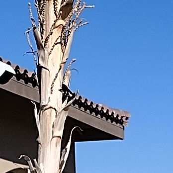 Mountain Falls Grill Room - a tree with no leaves - New American Near Me - Pahrump, Nevada Mountain Falls Grill Room - a tree with no leaves - New American Near Me - Pahrump, Nevada