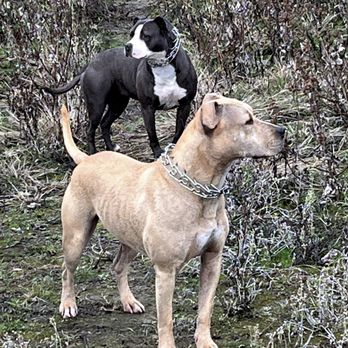 Rocklin Ranch Veterinary Hospital - At Folsom Lake looking for geese. - Veterinarians Near Me - Rocklin, California