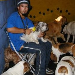 Phoebe and Friends Dog Day & Night Care - Brushing time
