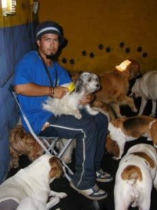 Phoebe and Friends Dog Day & Night Care - pet boarding facility in Miami Beach, FL