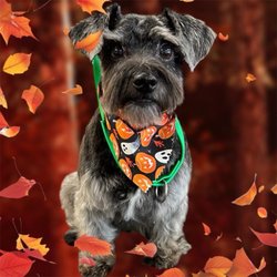 Diamond in the Ruff - My fur baby came back more handsome than ever! They did a beautiful job and they are reasonably priced.