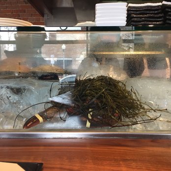 Ototo - Best seat in the restaurant. That creature kept moving. - Japanese Near Me - Denver, Colorado