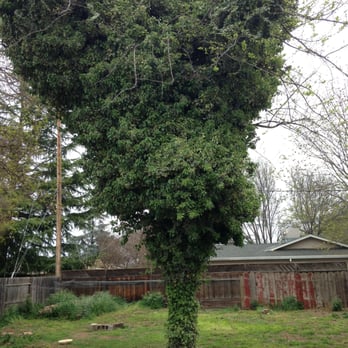 M & S Wesley Tree Service - Before M&S Wesley - Tree Services Near Me - chico, California M & S Wesley Tree Service - Before M&S Wesley - Tree Services Near Me - chico, California