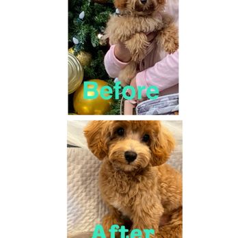 Pet Stop Grooming - Pet Groomers Near Me - Garden Grove, California
