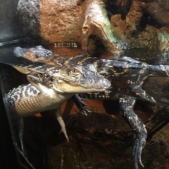 Shedd Aquarium - Reptiles! - Aquariums Near Me - Chicago, Illinois Shedd Aquarium - Reptiles! - Aquariums Near Me - Chicago, Illinois