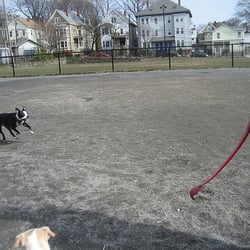 Nunziato Field Dog Park - Boris on the run and a dog walker arm.