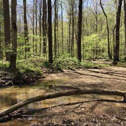 Morgan-Monroe State Forest - Three lakes trail