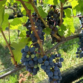 Crimson Lane Vineyards - Wineries Near Me - Linden, Virginia Crimson Lane Vineyards - Wineries Near Me - Linden, Virginia