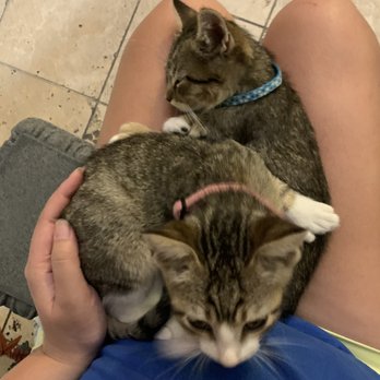 The Charming Cat Corner - Sibling kittens! - Pet Stores Near Me - Lewisville, Texas The Charming Cat Corner - Sibling kittens! - Pet Stores Near Me - Lewisville, Texas