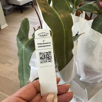 Gabriella Plants Shop - Plant is Identified with a tag & a Story!!! - Nurseries & Gardening Near Me - Oviedo, Florida Gabriella Plants Shop - Plant is Identified with a tag & a Story!!! - Nurseries & Gardening Near Me - Oviedo, Florida