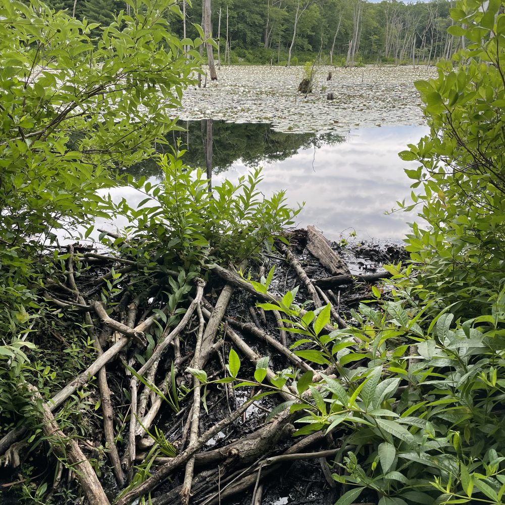Big River Management Area - Carrs Pond - with beaver dam at bottom - Hiking Near Me - West Greenwich, Rhode Island Big River Management Area - Carrs Pond - with beaver dam at bottom - Hiking Near Me - West Greenwich, Rhode Island