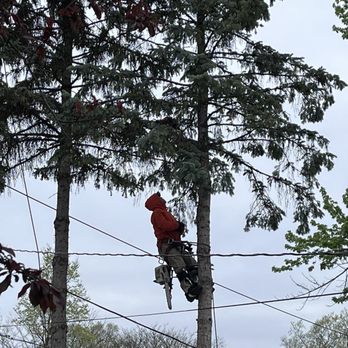 Super Star Tree Service - Here they are checking the nest - Tree Services Near Me - West Chicago, Illinois Super Star Tree Service - Here they are checking the nest - Tree Services Near Me - West Chicago, Illinois