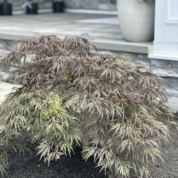 Blue Tree Landscaping - Japanese Maple Tree - Landscaping Near Me - Schwenksville, Pennsylvania