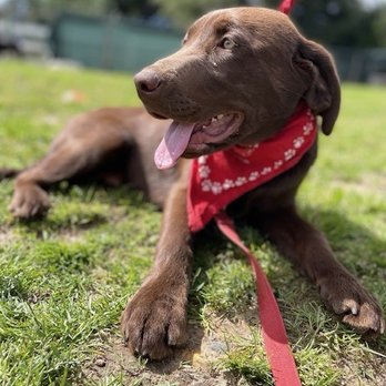 Doggie Do Good - Ranger at camp! - Pet Training Near Me - Arroyo Grande, California Doggie Do Good - Ranger at camp! - Pet Training Near Me - Arroyo Grande, California