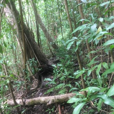 Kuli'ou'ou Valley Trail by null