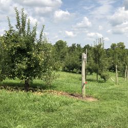 Reed Valley Orchard