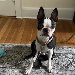 Boston terrier puppy sitting like the good boy that he is Boston terrier puppy sitting like the good boy that he is