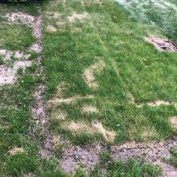 Sharper Management - This is the fresh sod they laid a week ago!! - Property Management Near Me - Eden Prairie, Minnesota