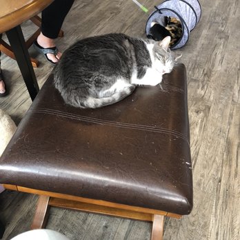 Happy Cat Cafe - 10 year old taking a little nap! - Coffee & Tea Near Me - Grand Rapids, Michigan