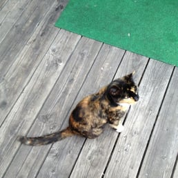 Store cat