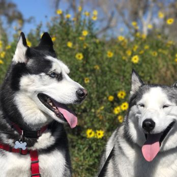 Social Canines - Kaito + Rebel - Dog Walkers Near Me Social Canines - Kaito + Rebel - Dog Walkers Near Me