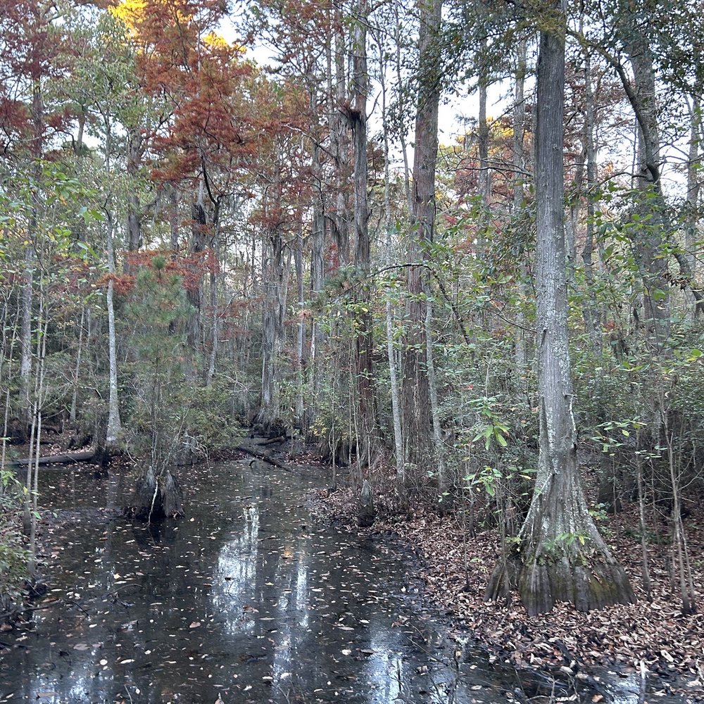 First Landing State Park - Swamp in autumn - Parks Near Me - Virginia Beach, Virginia