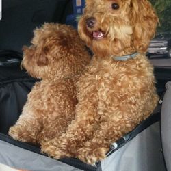 Wags To Whiskers Pet Grooming