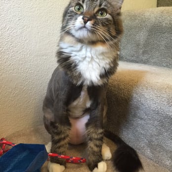 Cateau Marmont - Sasha got her first professional grooming for her one year rescue anniversary. She looked adorable. - Pet Sitting Near Me - Burbank, California