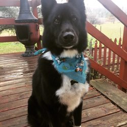 Holly's Barks & Bubbles Pet Grooming - Lookin sharp with his new necklace.
