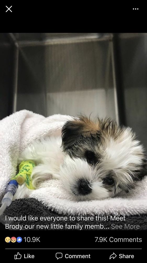 Shaggy Dog - pet boarding facility in Shelby Township, MI
