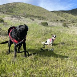 Claws & Paws In The Bay - Willow (small dog) and her friend